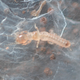 Illustration for article titled These Webspinning Insects May Look Like Spiders' Prey—But They're Not